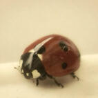 ladybug